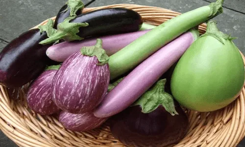 ما هو تفسير حلم الباذنجان للحامل لابن سيرين؟