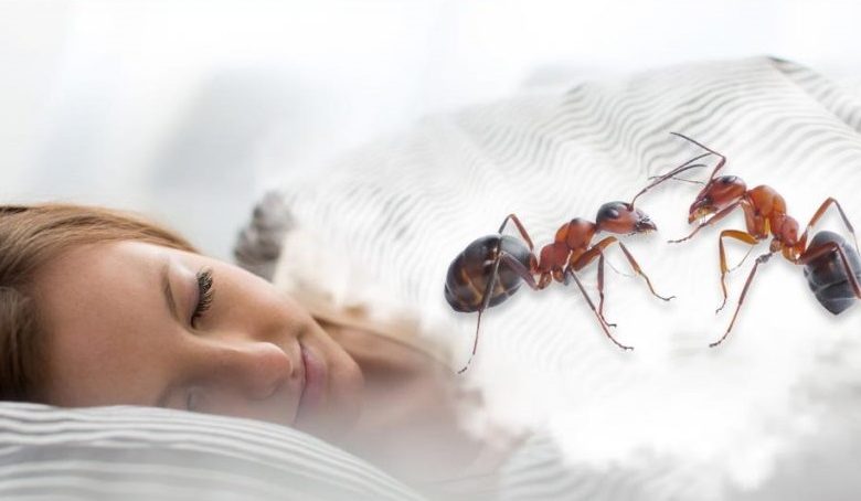 تفسير حلم النمل على الجسم