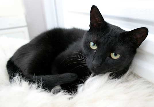 تفسير حلم القطط السوداء للمتزوجه