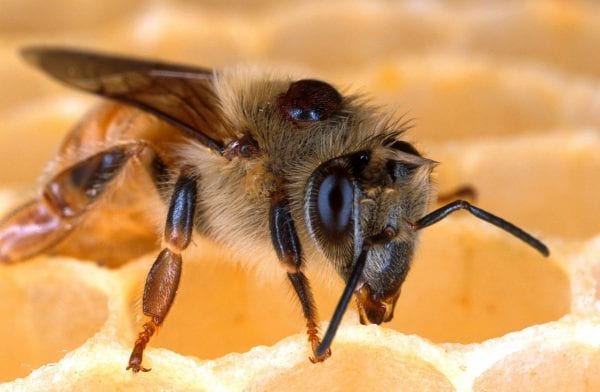 تفسير حلم النحلة للعزباء