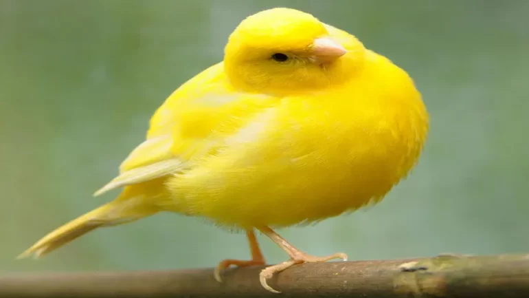 رؤية العصفور في المنام