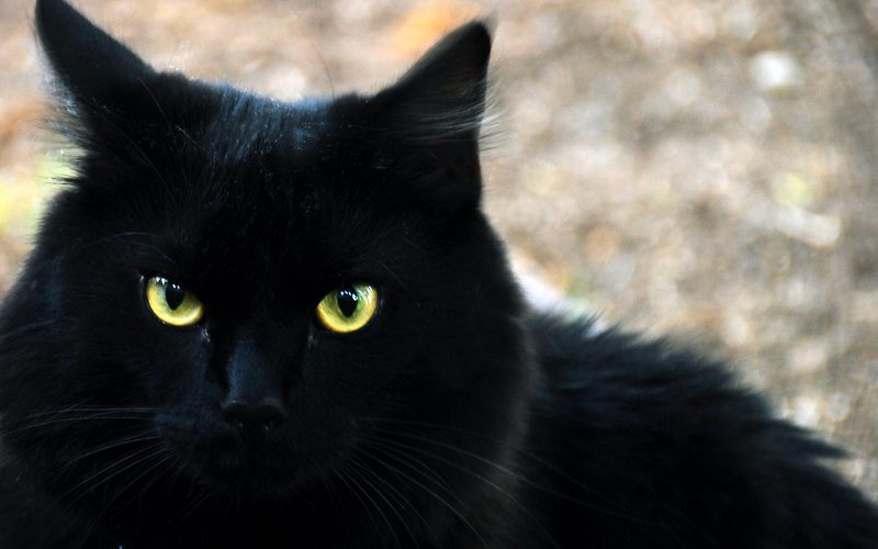 تفسير القطط السوداء في المنام
