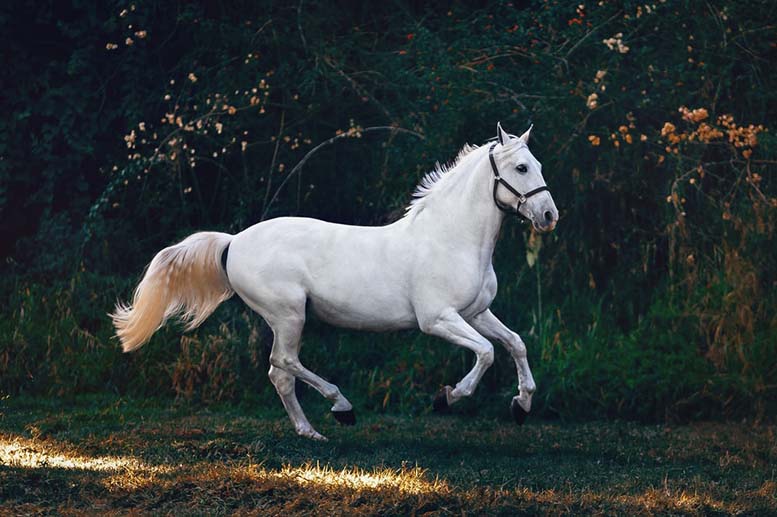 تفسير حلم الحصان الأبيض