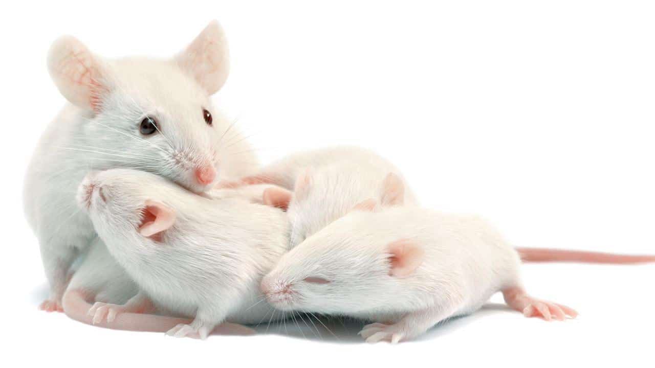 تفسير حلم الفأر الأبيض