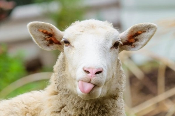 أهم تفسيرات رؤية رأس خروف في المنام لابن سيرين