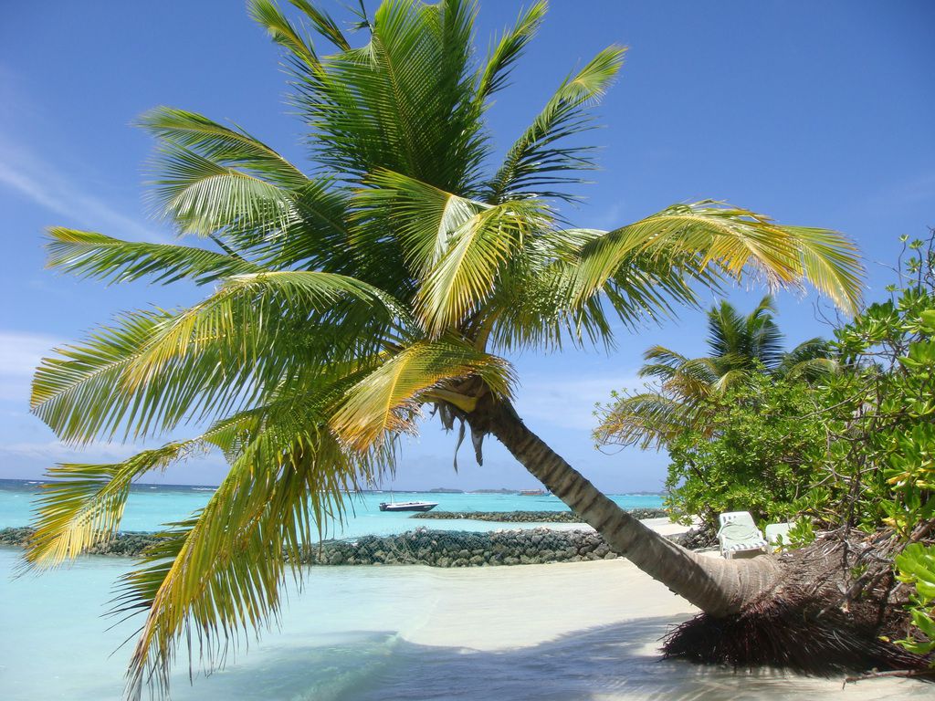 ما تفسير حلم النخلة في المنام لابن سيرين