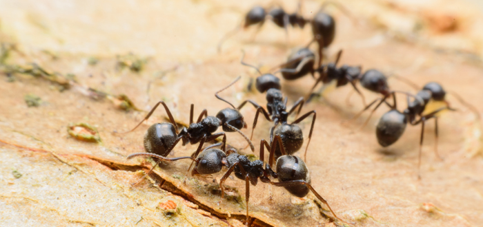 معنى النمل في المنام