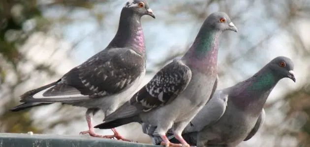 ما تفسير حلم الطيور للرجل المتزوج في المنام لابن سيرين