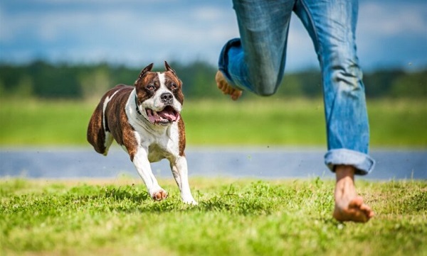 ما تفسير رؤية الكلاب تجري ورائي في المنام للعزباء لابن سيرين