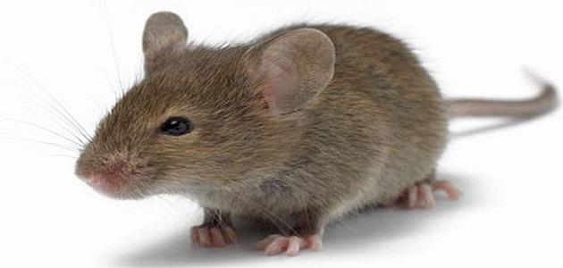 تفسير حلم الفأر