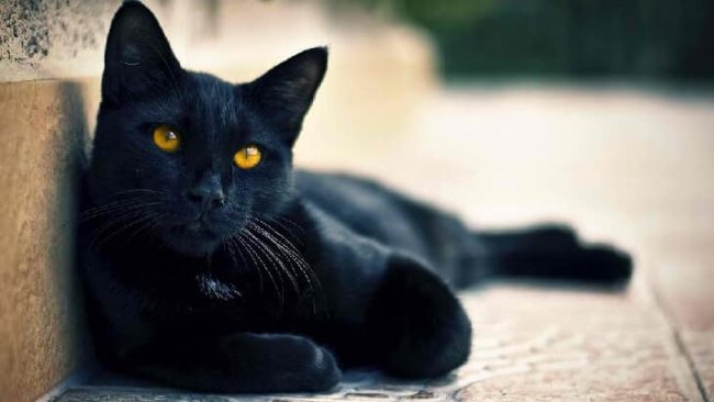 القطط السوداء في المنام للعزباء