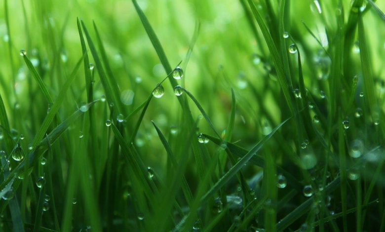 تأويلات ابن سيرين لرؤية اللون الأخضر في المنام