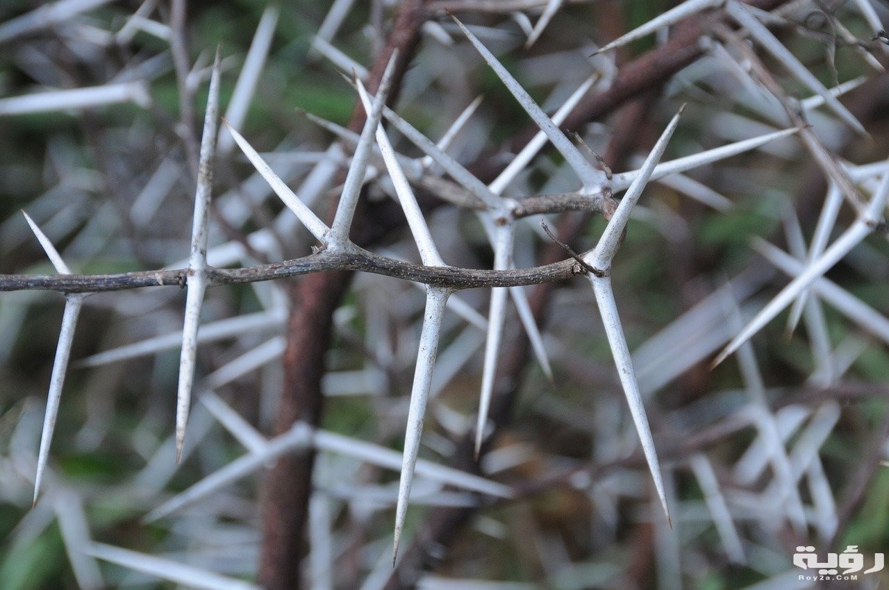 رؤية الأشواك في المنام لكبار المفسرين