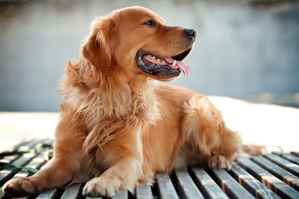 ما تفسير حلم الكلاب البنية الأليفة للعزباء في المنام لابن سيرين