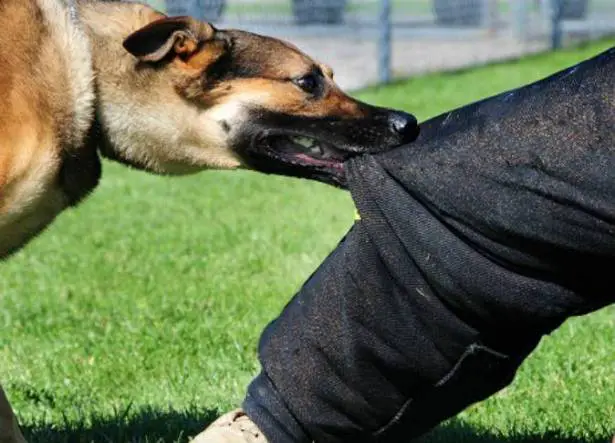 تأويلات ابن سيرين لرؤية حلمت ان كلب عضني في رجلي