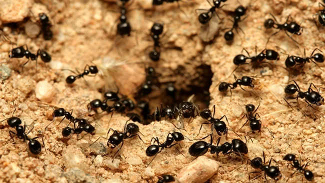 رؤية النمل في المنام للمطلقة