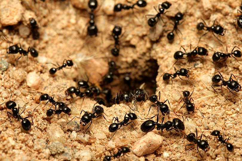 النمل الكثير في المنام