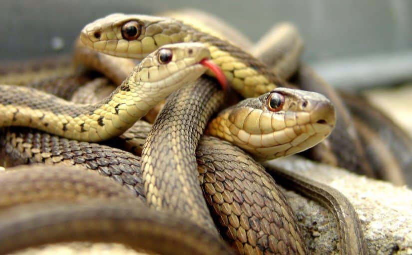 ما تفسير حلم الثعابين في المنام لابن سيرين