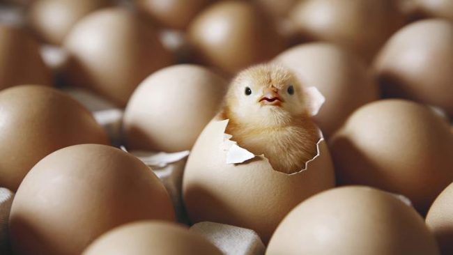 تفسير حلم بيض الدجاج