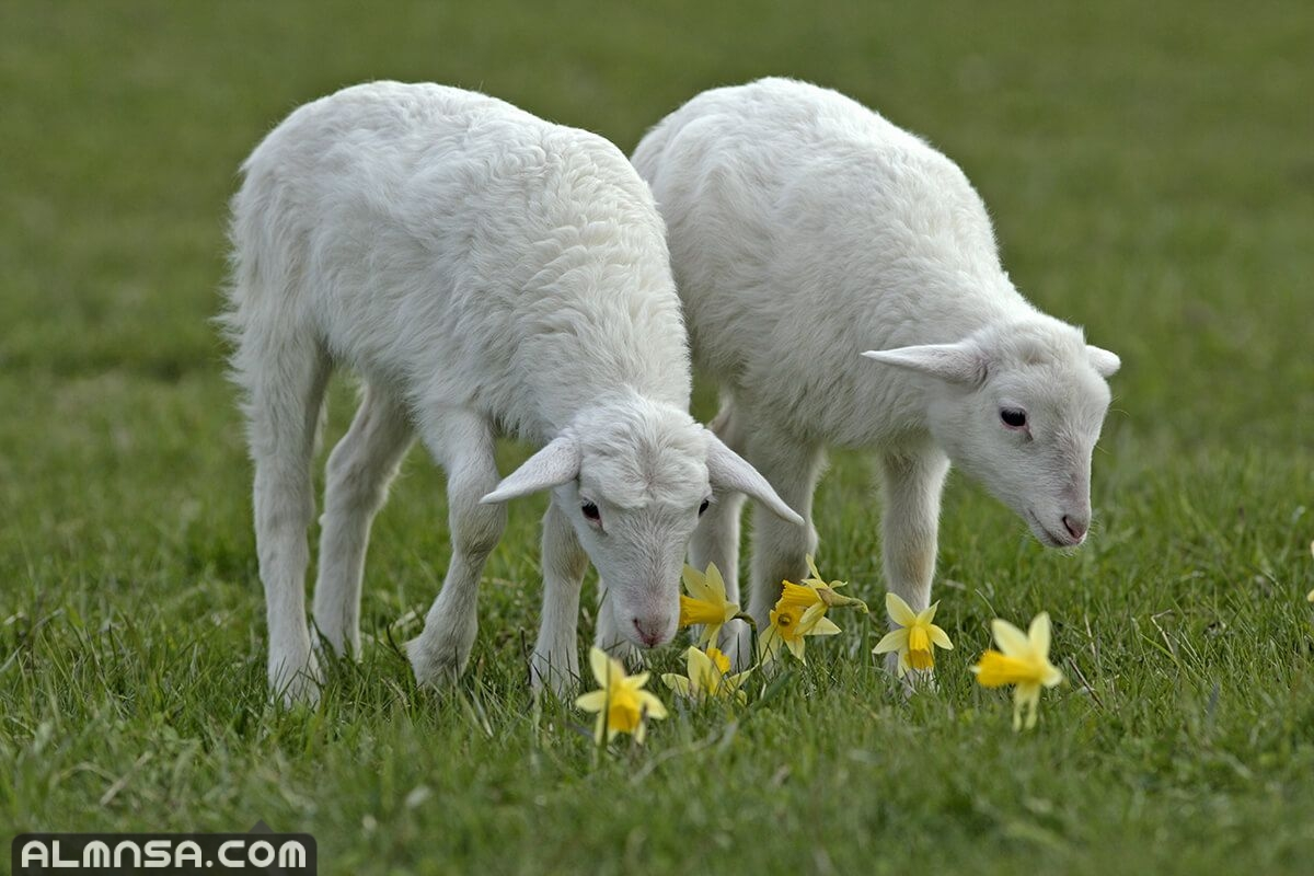 أهم 20 تفسير حلم الخروف