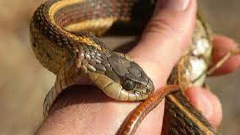 تفسير حلم لدغة الثعبان في القدم للمرأة العزباء