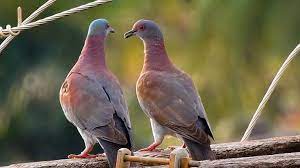 ما هو تفسير الحمام في المنام لابن سيرين