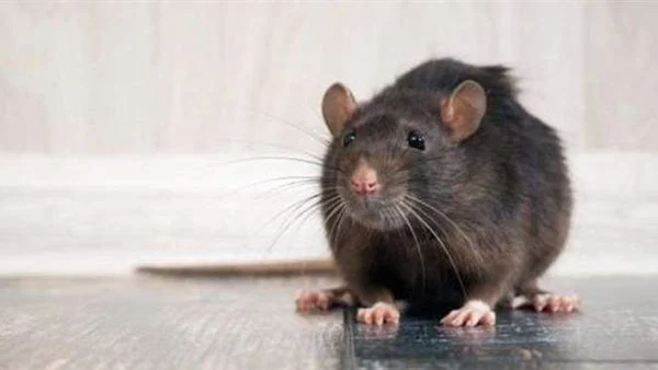 تفسير حلم الفئران الكثيرة