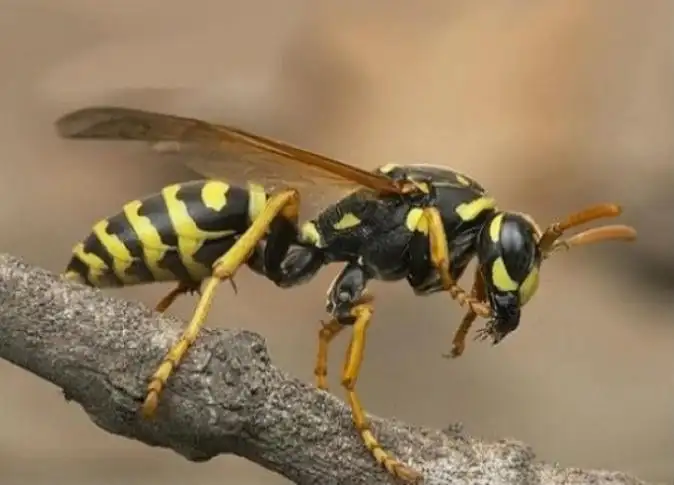 ما هو تفسير الحلم بالدبور في المنام لابن سيرين