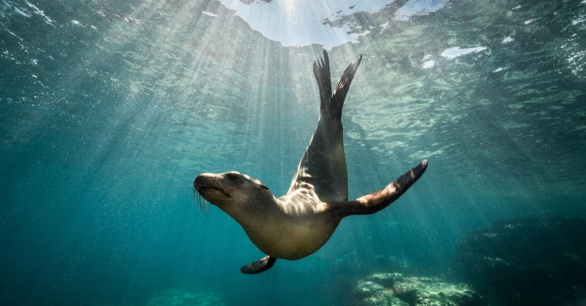 اعرف أكثر عن تفسير رؤية الفقمة في المنام لابن سيرين