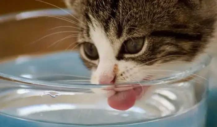 تفسير حلم سقي الماء للحيوانات