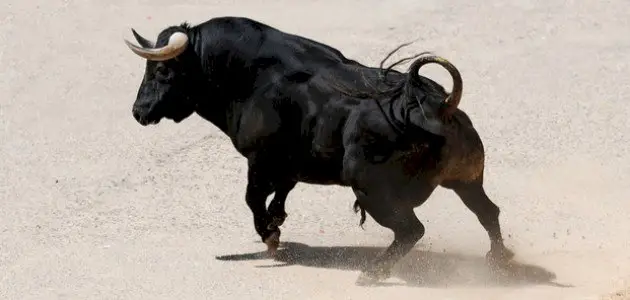 الثور بالمنام