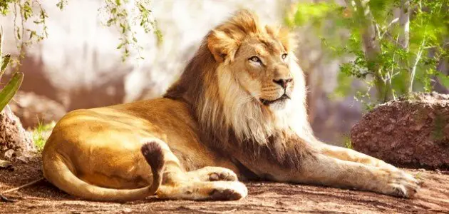 ما تفسير رؤية الأسد في المنام