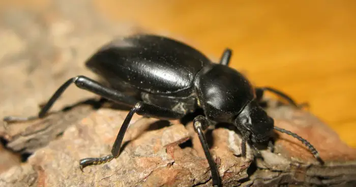 الخنفس الاسود في المنام