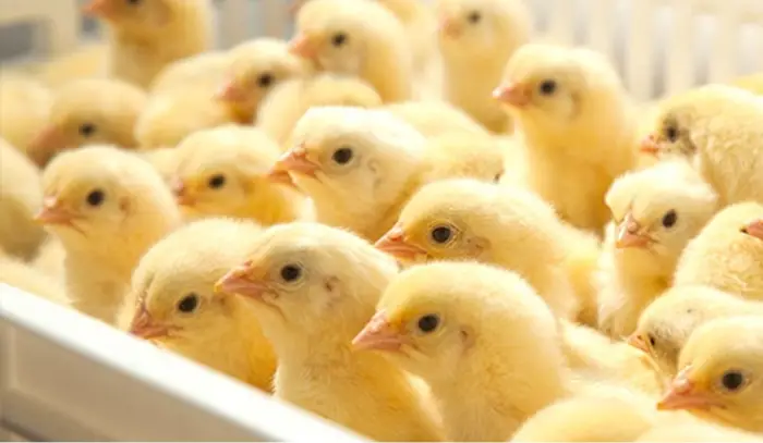 الكتكوت فى المنام