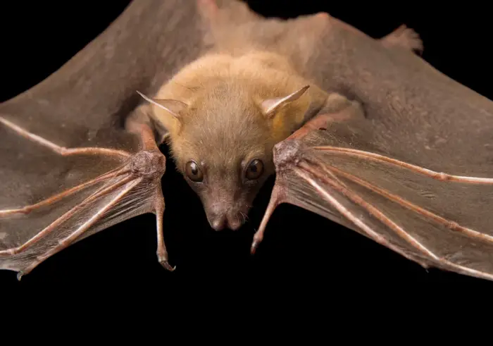 الخفافيش في المنام