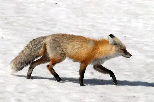 تفسير ثعلب في المنام